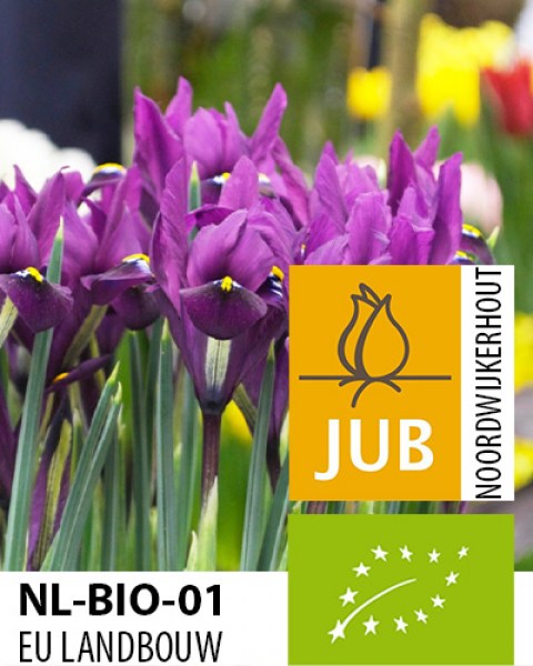 BIO Iris reticulata J.S Dijt